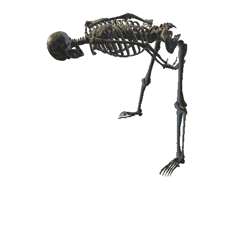 2447532+skeleton_option_02 (2)